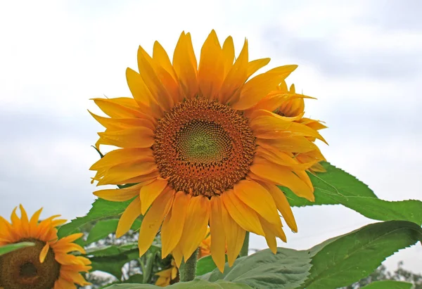 Detailní Obrázek Krásné Jediného Slunečnice — Stock fotografie