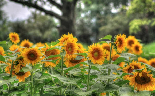 Imagen Campo Girasol Colorido — Foto de Stock