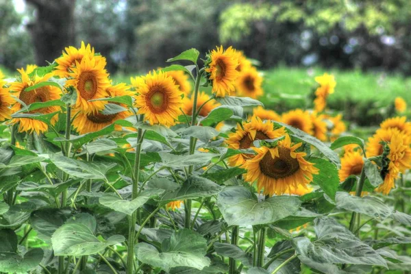 Imagen Campo Girasol Colorido — Foto de Stock