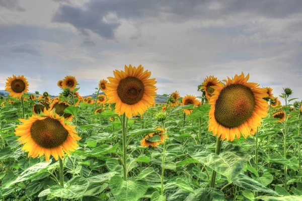 Krásné Slunečnice Pod Letní Oblohou — Stock fotografie