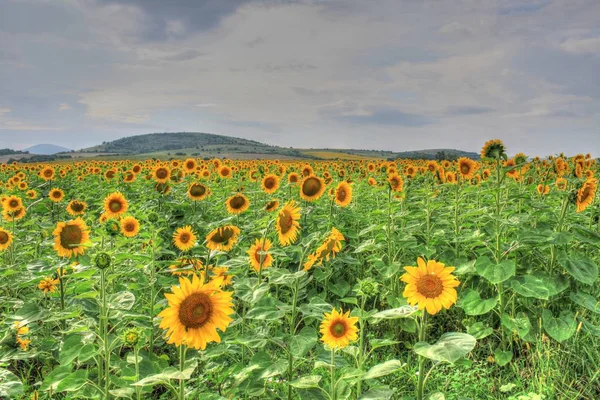 Hermosos Girasoles Bajo Cielo Verano —  Fotos de Stock