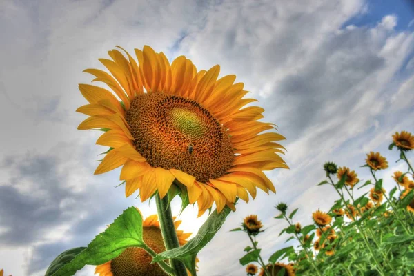 Hermosos Girasoles Bajo Cielo Verano — Foto de Stock