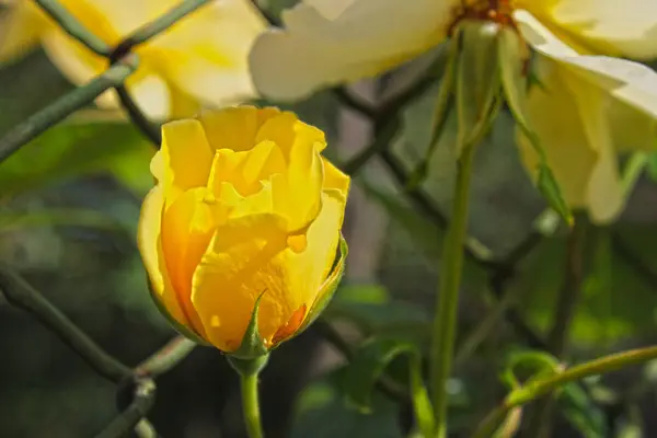 Ein Nahaufnahme Bild Einer Schönen Einzelnen Rose — Stockfoto