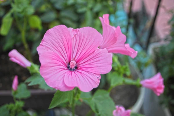 Close Seup Picture Beautiful Bunch Purple Flowers — стоковое фото