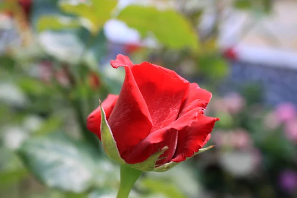 Closeup Picture Beautiful Single Rose — Stock Photo, Image