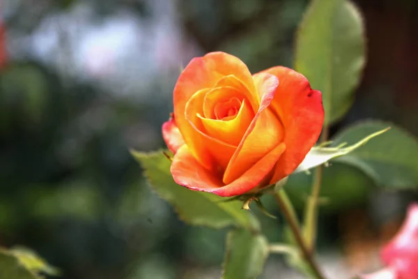 Ein Nahaufnahme Bild Einer Schönen Einzelnen Rose — Stockfoto