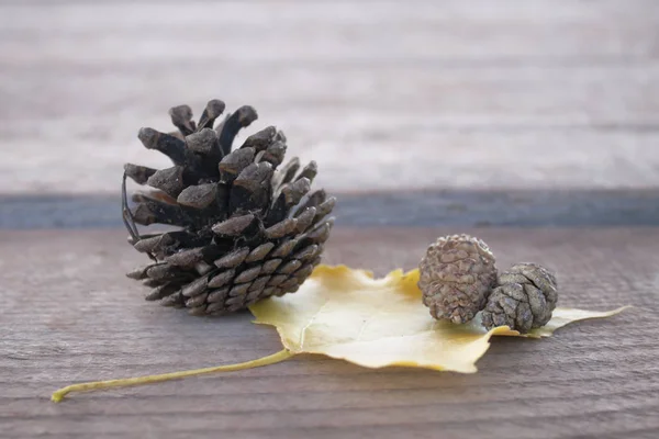 Imagen Naturaleza Muerta Con Conos Abeto Una Hoja Amarilla Sobre —  Fotos de Stock