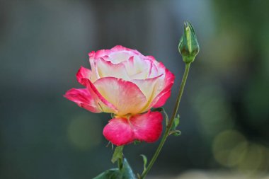 Güzel bir tek gül bir portre resim