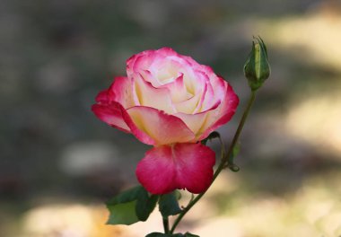 Güzel bir tek gül bir portre resim