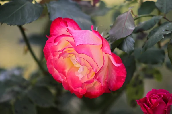 Une Image Rapprochée Une Belle Rose Simple — Photo