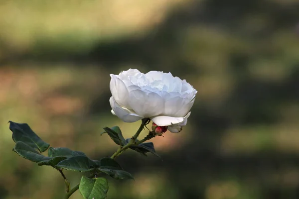 Primer Plano Una Hermosa Rosa Individual — Foto de Stock