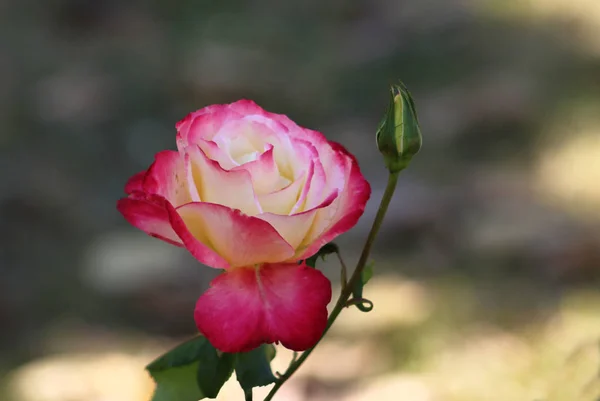 Closeup Picture Beautiful Single Rose — Stock Photo, Image