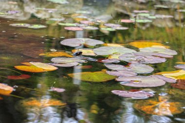 Renkli sonbahar yaprakları ve nilüferler bir gölet yansımaları