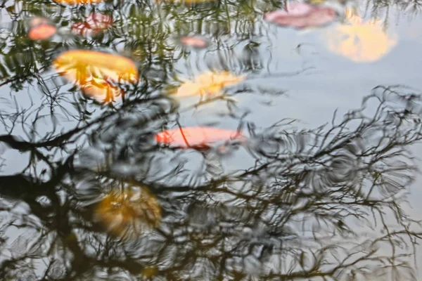 Цветные Осенние Листья Водяные Лилии Пруду Отражения — стоковое фото