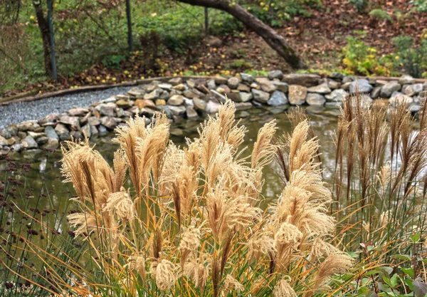 Güzel Bir Sonbahar Bahçe Resmini — Stok fotoğraf