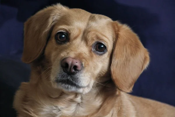 Retrato Hermoso Perro Labrador — Foto de Stock