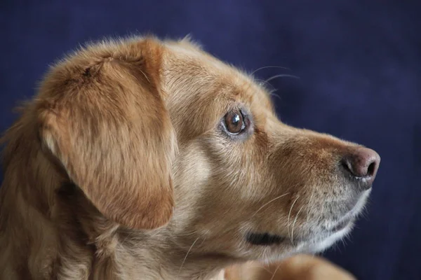 Egy Gyönyörű Kutya Labrador Portréja — Stock Fotó