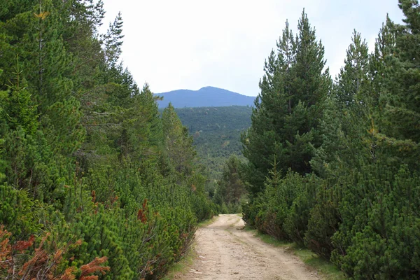 Foto Estiva Sentiero Rurale Una Foresta Verde — Foto Stock