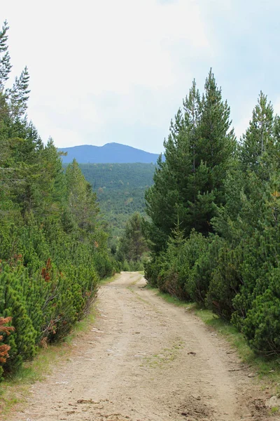Foto Estiva Sentiero Rurale Una Foresta Verde — Foto Stock