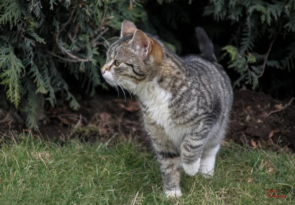 Portrait Cute Little Kitten Outdoor — Stock Photo, Image