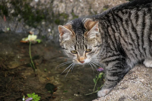 Portrait Cute Little Kitten Outdoor — Stock Photo, Image