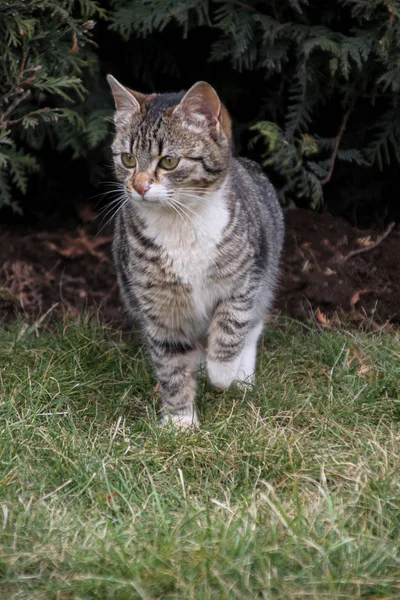 Portrait Cute Little Kitten Outdoor — Stock Photo, Image