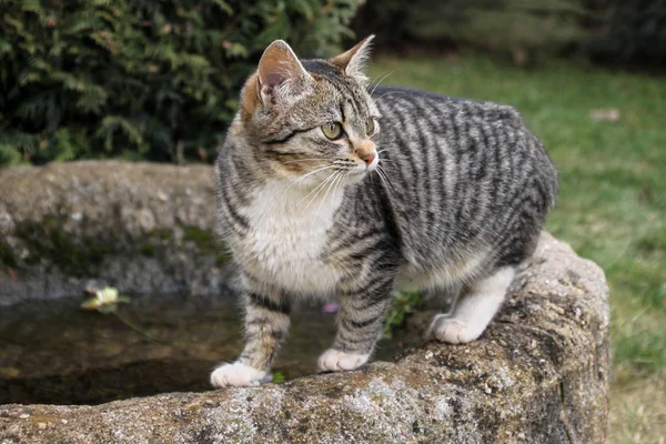 Portret Cute Mały Kotek Odkryty — Zdjęcie stockowe