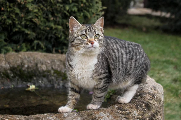 Portrait Cute Little Kitten Outdoor — Stock Photo, Image