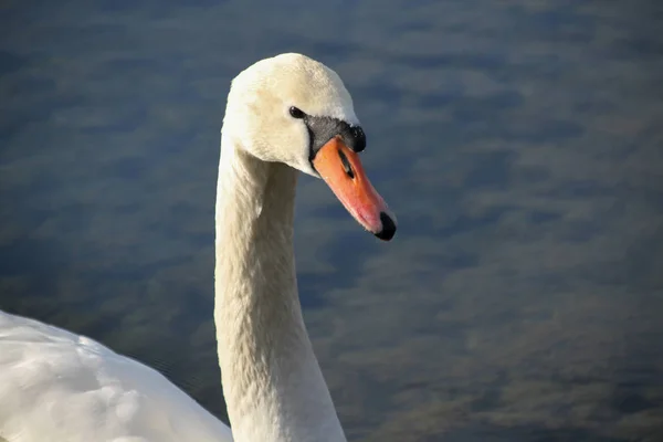 Ritratto Bellissimo Cigno Bianco Galleggiante Acqua Blu — Foto Stock