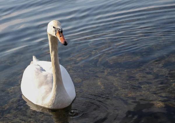 Ritratto Bellissimo Cigno Bianco Galleggiante Acqua Blu — Foto Stock