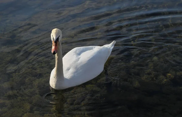 Ritratto Bellissimo Cigno Bianco Galleggiante Acqua Blu — Foto Stock