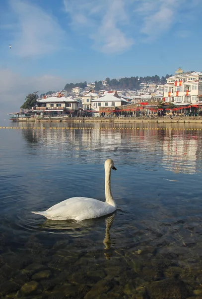 Cigno Bianco Galleggia Nel Lago Ohrid Con Città Ohrid Come — Foto Stock