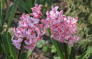 Parkta sümbül çiçek Closeup resmi