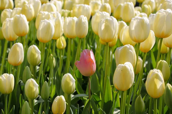 Buntes Feld Von Tulpen Außenschuss — Stockfoto