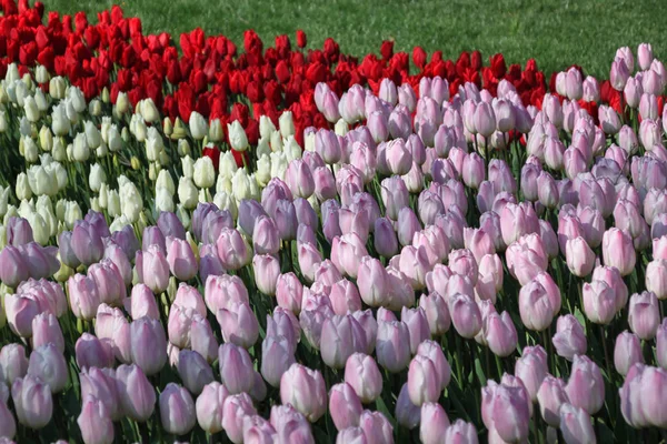 Buntes Feld Von Tulpen Außenschuss — Stockfoto