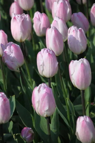 Campo Colorido Tulipas Tiro Livre — Fotografia de Stock