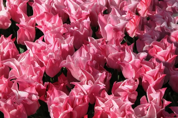 Colorful Field Tulips Outdoor Shot — Stock Photo, Image