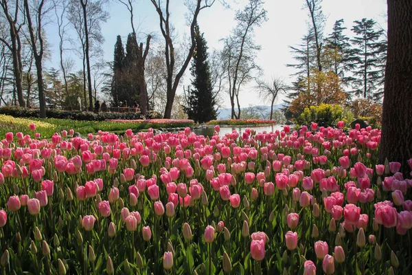 Stanbul Emirgan Parkında Renkli Laleler — Stok fotoğraf