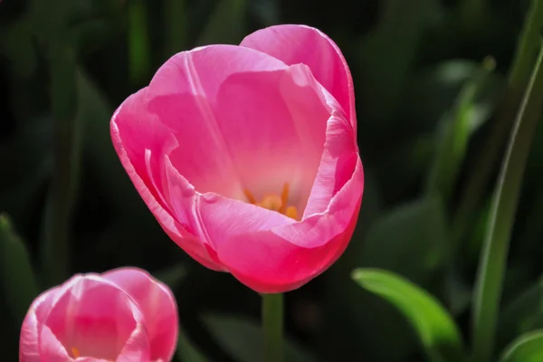 Eine Nahaufnahme Von Einer Schönen Rosa Tulpe — Stockfoto