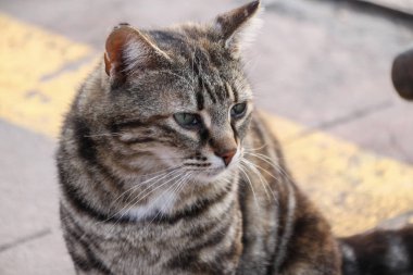 Sevimli küçük bir kedi yavrusu açık bir portresi 