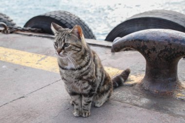 Sevimli küçük bir kedi yavrusu açık bir portresi 