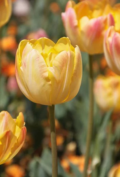 美丽的五颜六色的郁金香 户外拍摄 — 图库照片