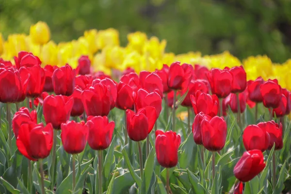 Hermosos Tulipanes Coloridos Tiro Aire Libre —  Fotos de Stock