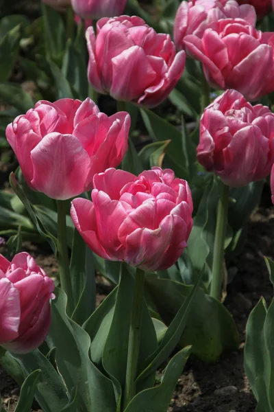Beautiful Colorful Tulips Outdoor Shot — Stock Photo, Image