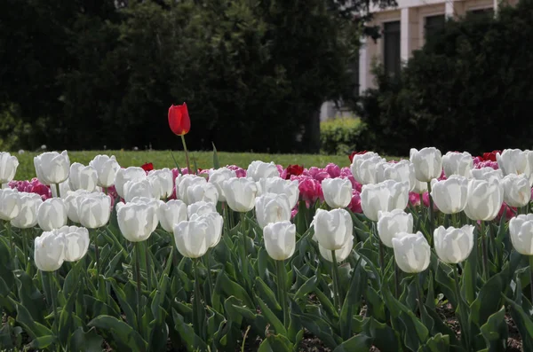 Красивые Красочные Тюльпаны Открытый Кадр — стоковое фото