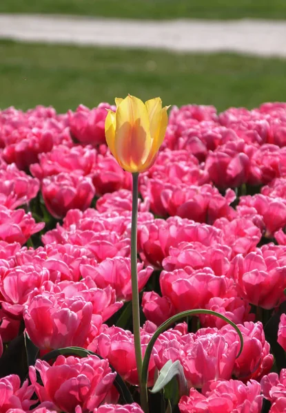 Hermosos Tulipanes Coloridos Tiro Aire Libre —  Fotos de Stock