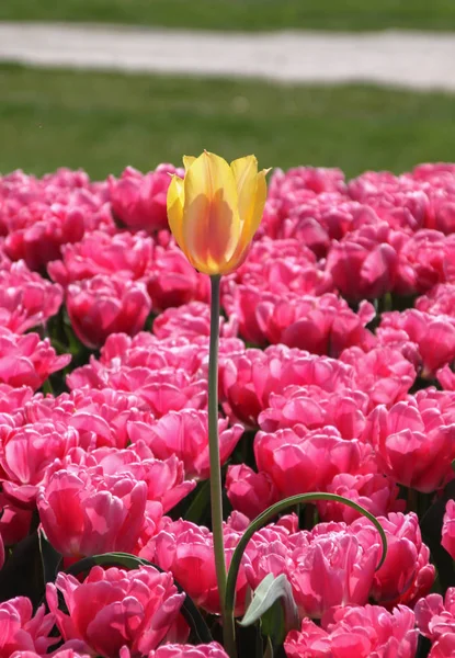 Schöne Bunte Tulpen Außenaufnahmen — Stockfoto