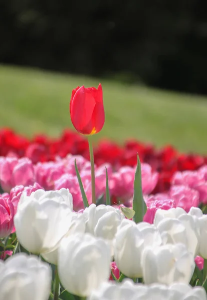 Hermosos Tulipanes Coloridos Tiro Aire Libre —  Fotos de Stock