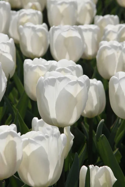 Schöne Bunte Tulpen Außenaufnahmen — Stockfoto