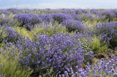 Bir lavanta alanının bir yaz resmi 